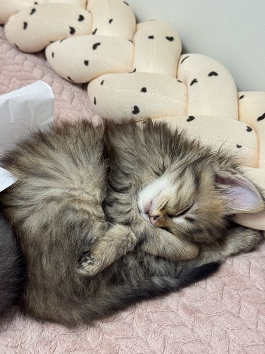 Кошеня, трьохмасне.