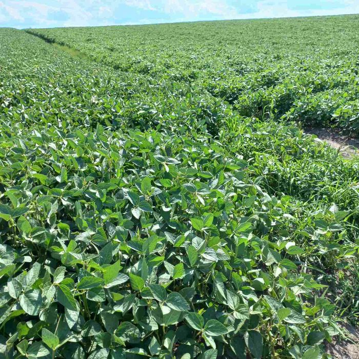 Продам насіння сої аполло