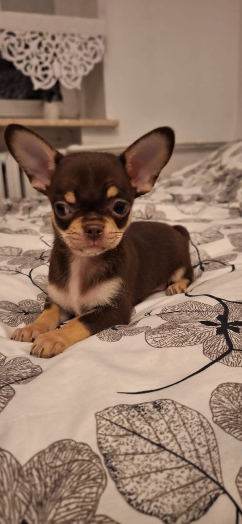 Chihuahua piesek krótko włosa