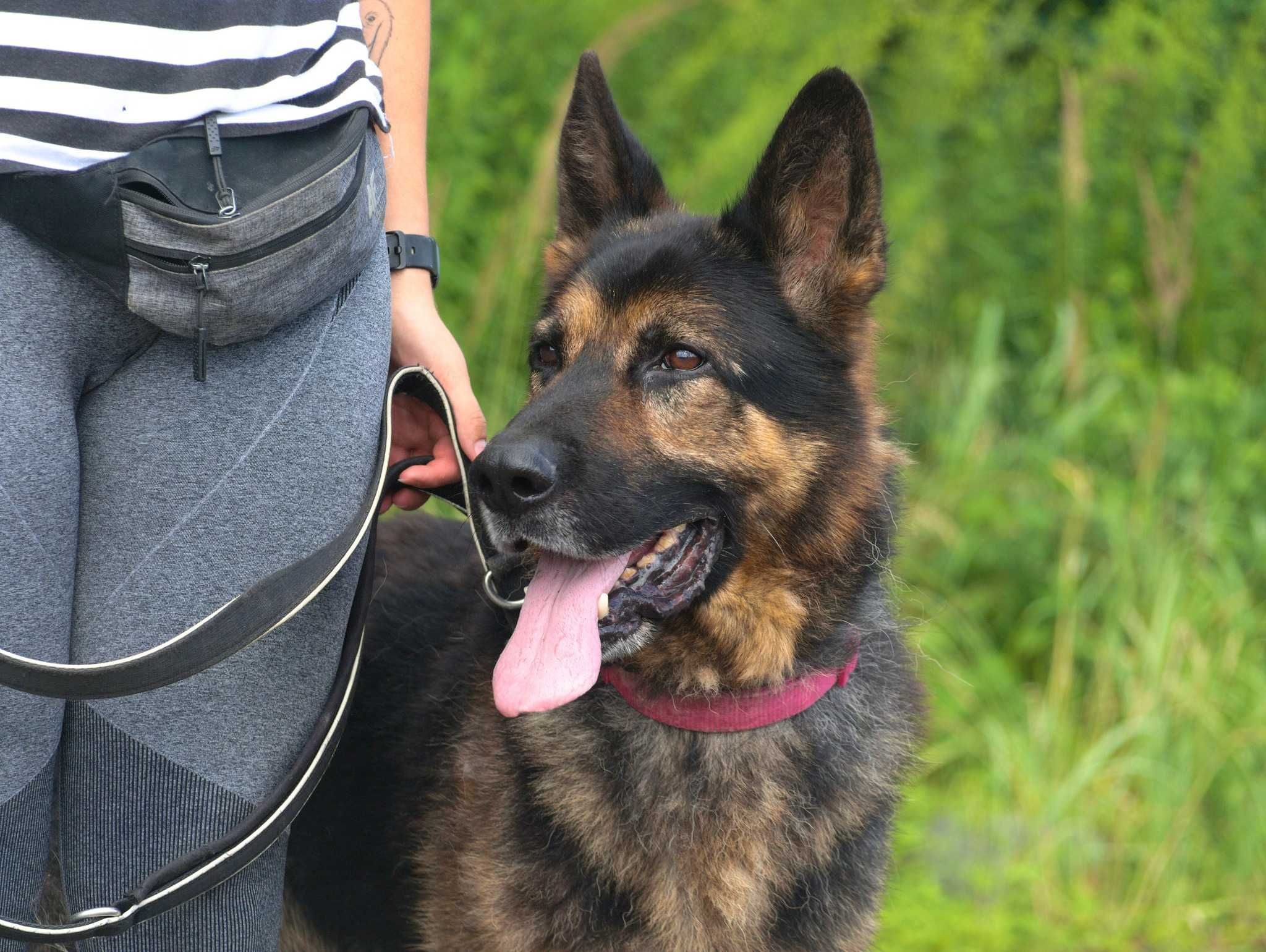 Hades - uroczy psiak, którego nikt nie dostrzega - do adopcji.