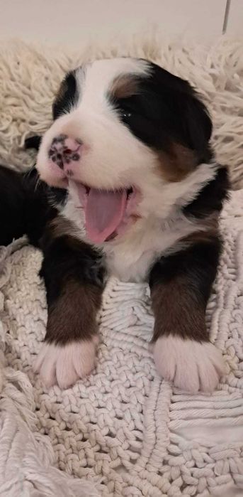 Urocza suczka Berneński Pies Pasterski !