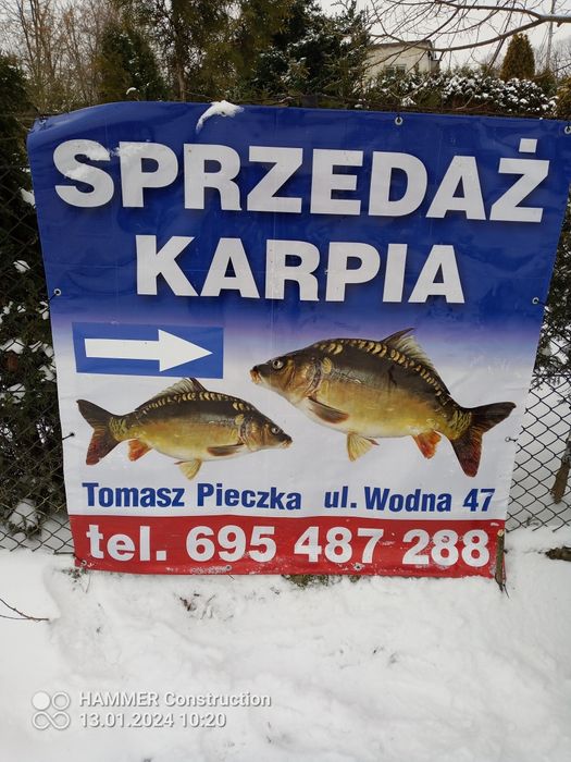 Karp Amur Jesiotr Sum Szczupak Handlowy