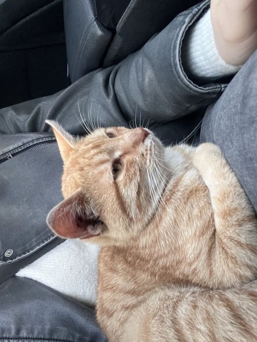 Dzien dobry oddam w dobre rece kocurka