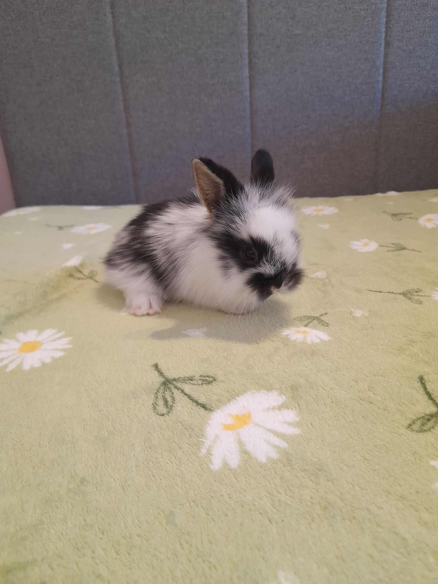 Króliczki mini lop