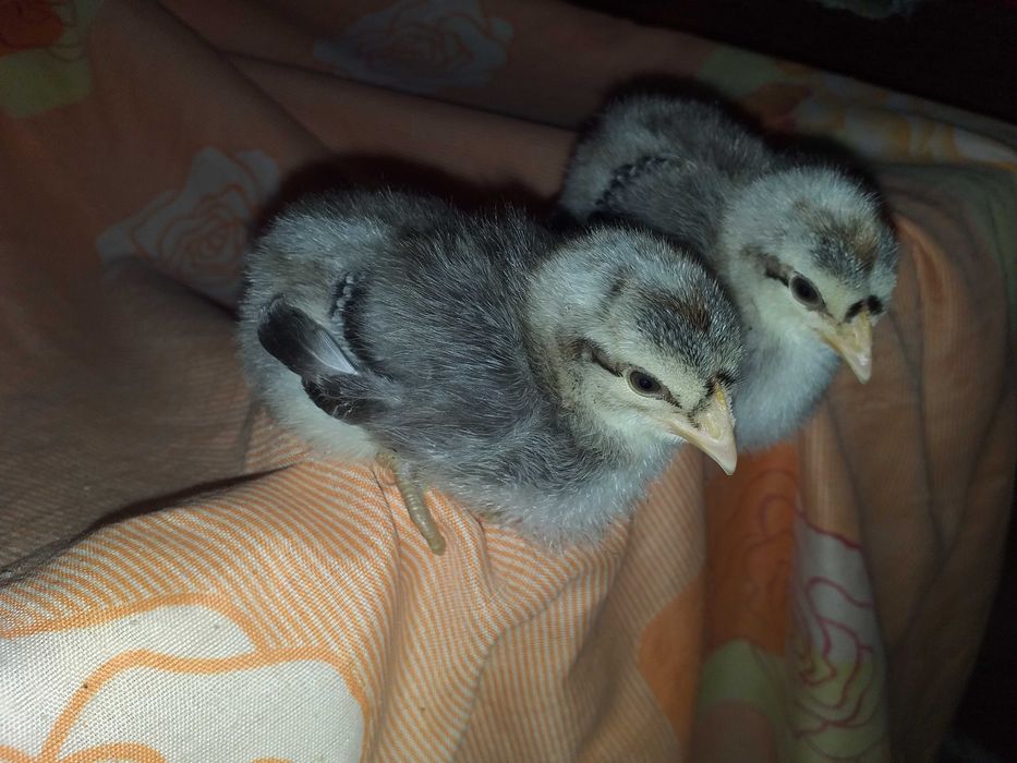 Kurczęta  , pisklęta , zielononóżki. araukany, polbary,czubatki i inne