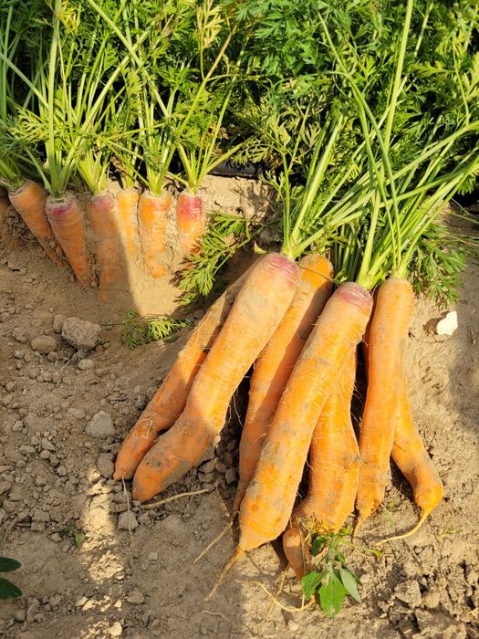 Sprzedam marchew jadalną i odpadową