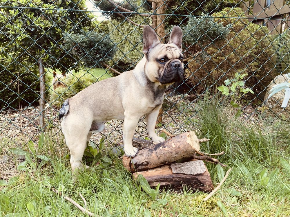 Buldog francuski pozna koleżankę, krycie