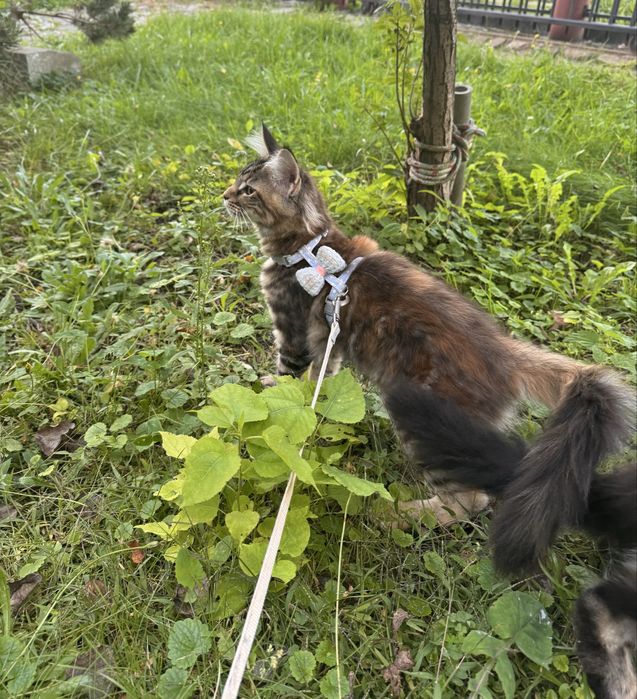 Podpalana Koteczka Maine Coon