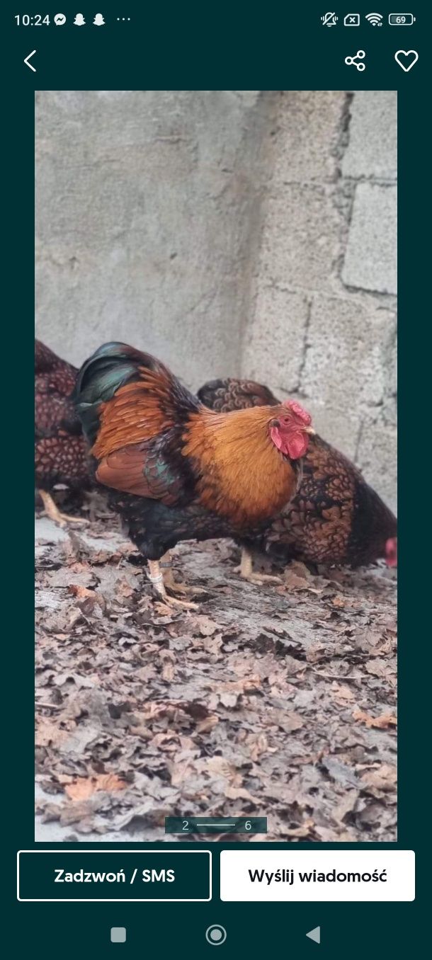 Jaja lęgowe wyandotte,barnevelder