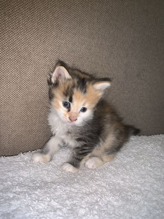 Кошенята безкоштовно