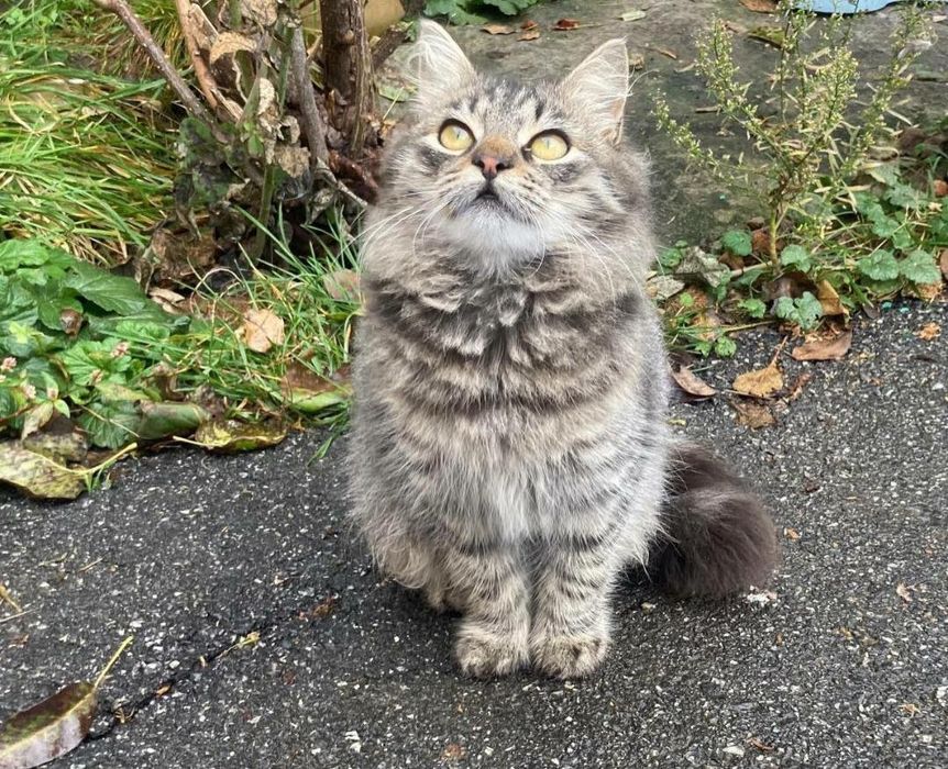 Кошеня хлопчик 5 місяців.