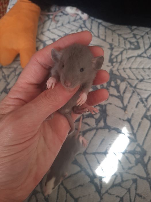 Ручні щурики. Різні породи.