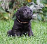 Labrador retriever -czarny piesek ZKwP/FCI