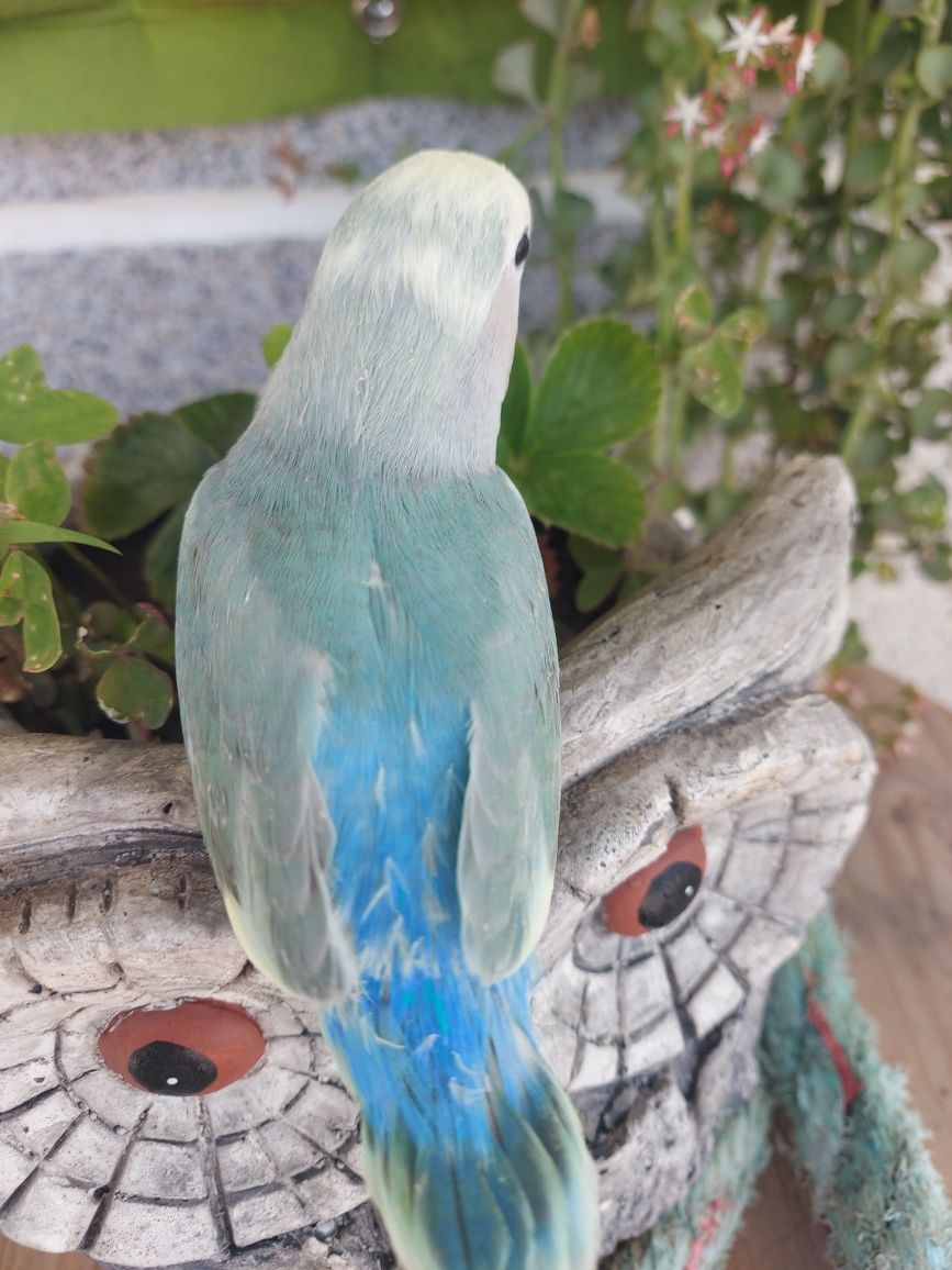 Agapornis domesticado