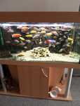 Aquario 600L prefeito para criação