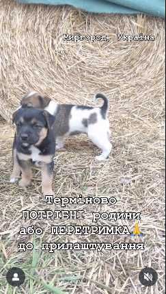 Потрібні родини малим і мамі( хоча б ПЕРЕТРИМКА до прилаштування!)