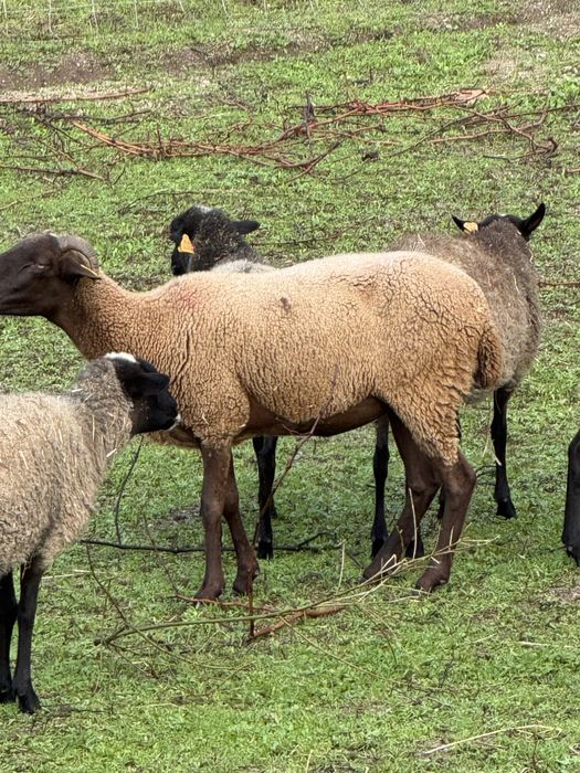 Ovelha com um ano e pouco prenha