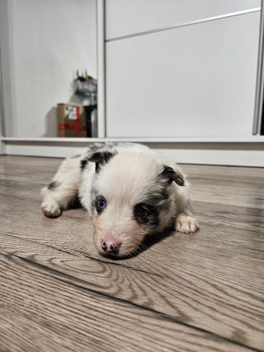 Suczka Border Collie