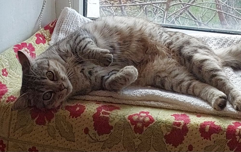 Подарую кішечку, молода, лагідна, прооперована