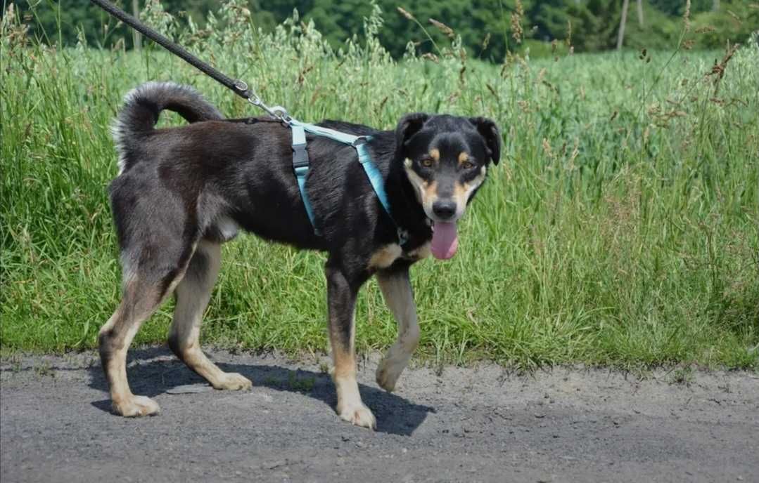 Onyx - młodziutki, spokojny i przyjazny psiak szuka nowego domu!