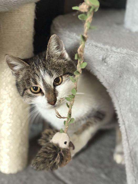 Śliwka szuka kochającego domu