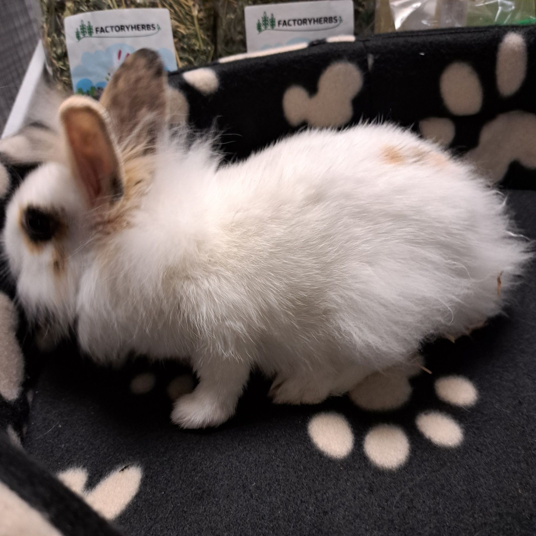 Królik lewej w sklepie Gruby Kocur sklep zoologiczny w Rzeszowie
