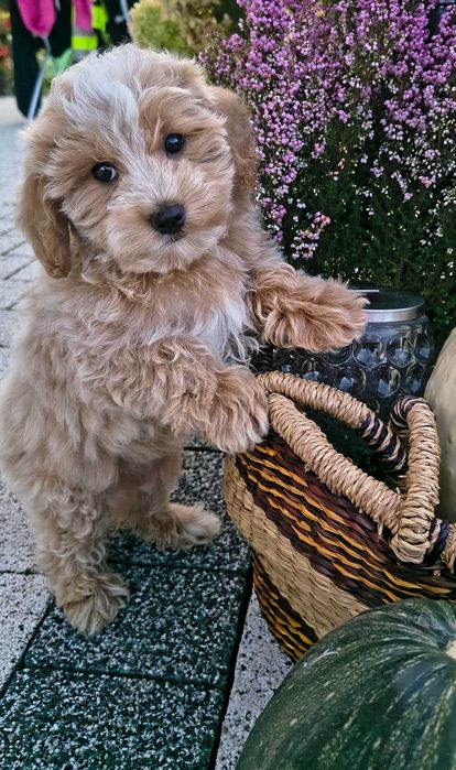 Śliczna suczka Maltipoo
