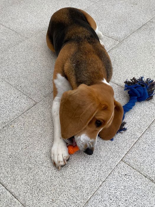 Beagle para Adoção