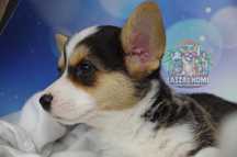 Welsh Corgi Cardigan suczka DO ODBIORU