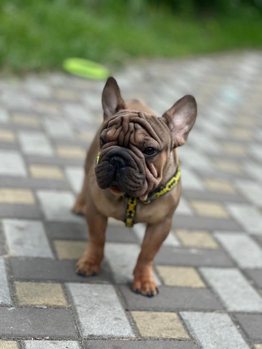 Французский бульдог міні- в типі вельвет біг роп. В'язка.