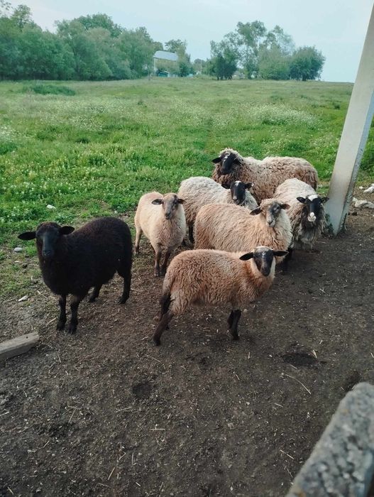 Вівці. Романівська порода.