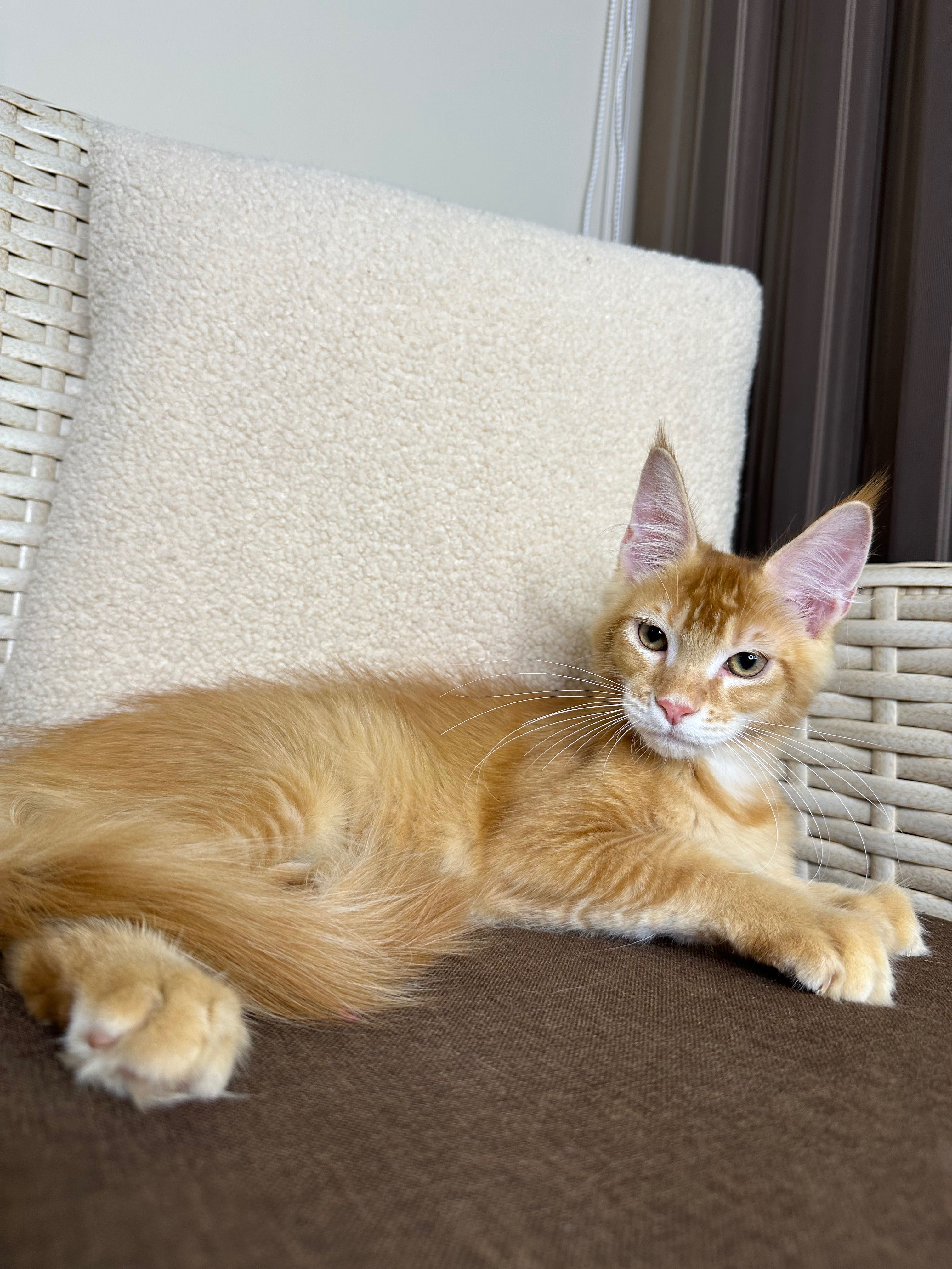 Goodwin-kocurek Maine Coon