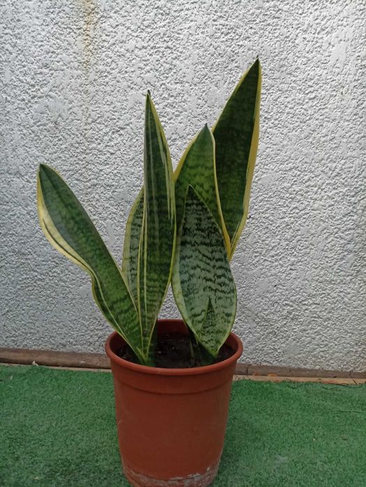 сансевиерия  обмен