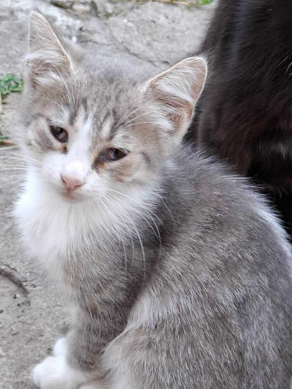 Котенок. Мальчик