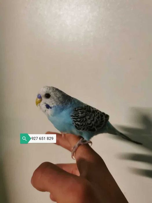 Roseicollis/Agraponis domésticados