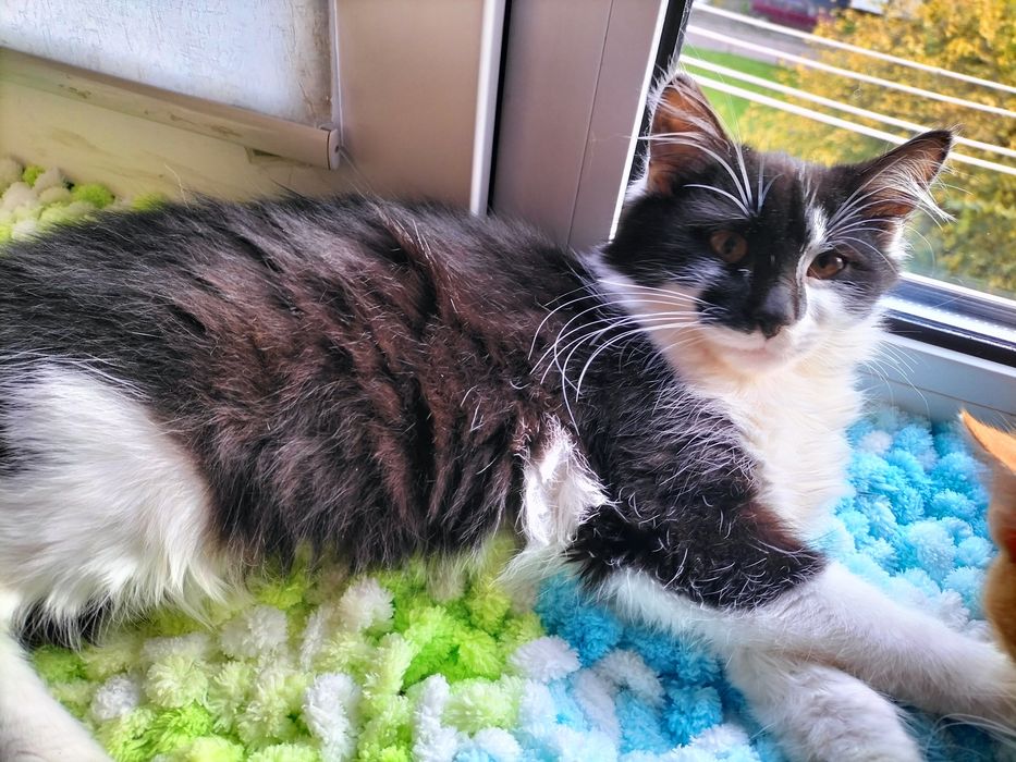 Дві красуні в пошуку родини