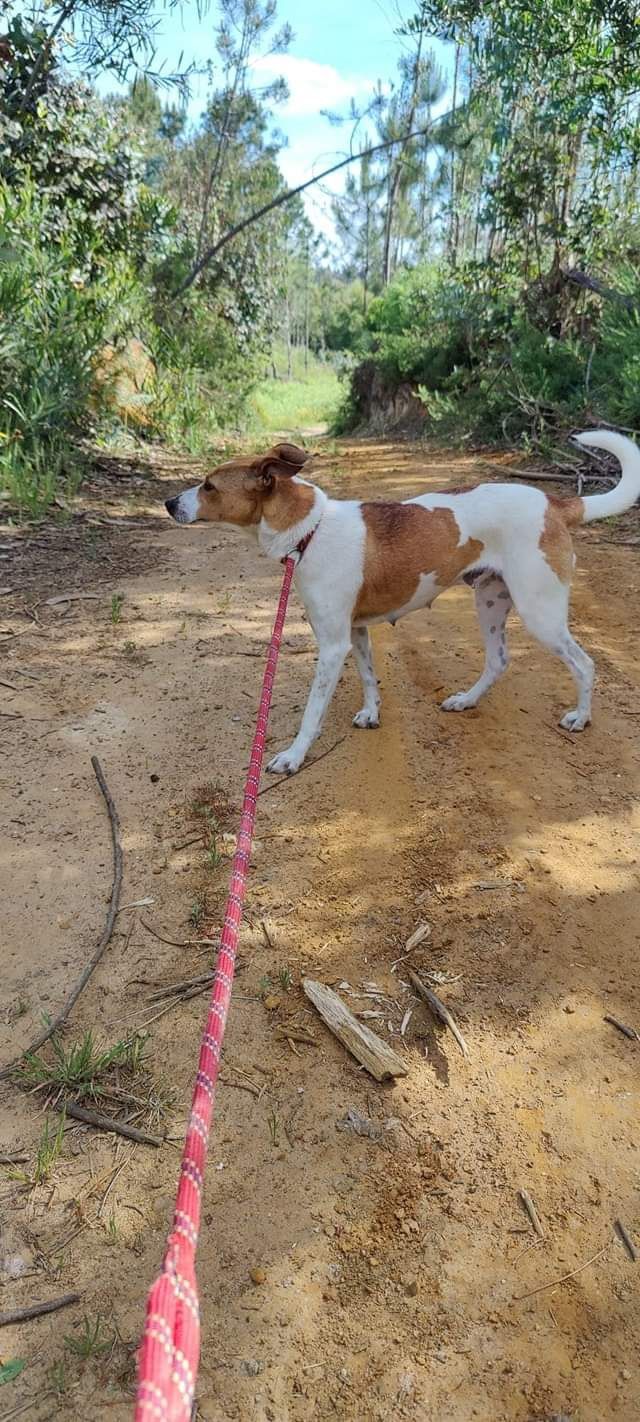 Marita- cachorra de porte médio para adoção