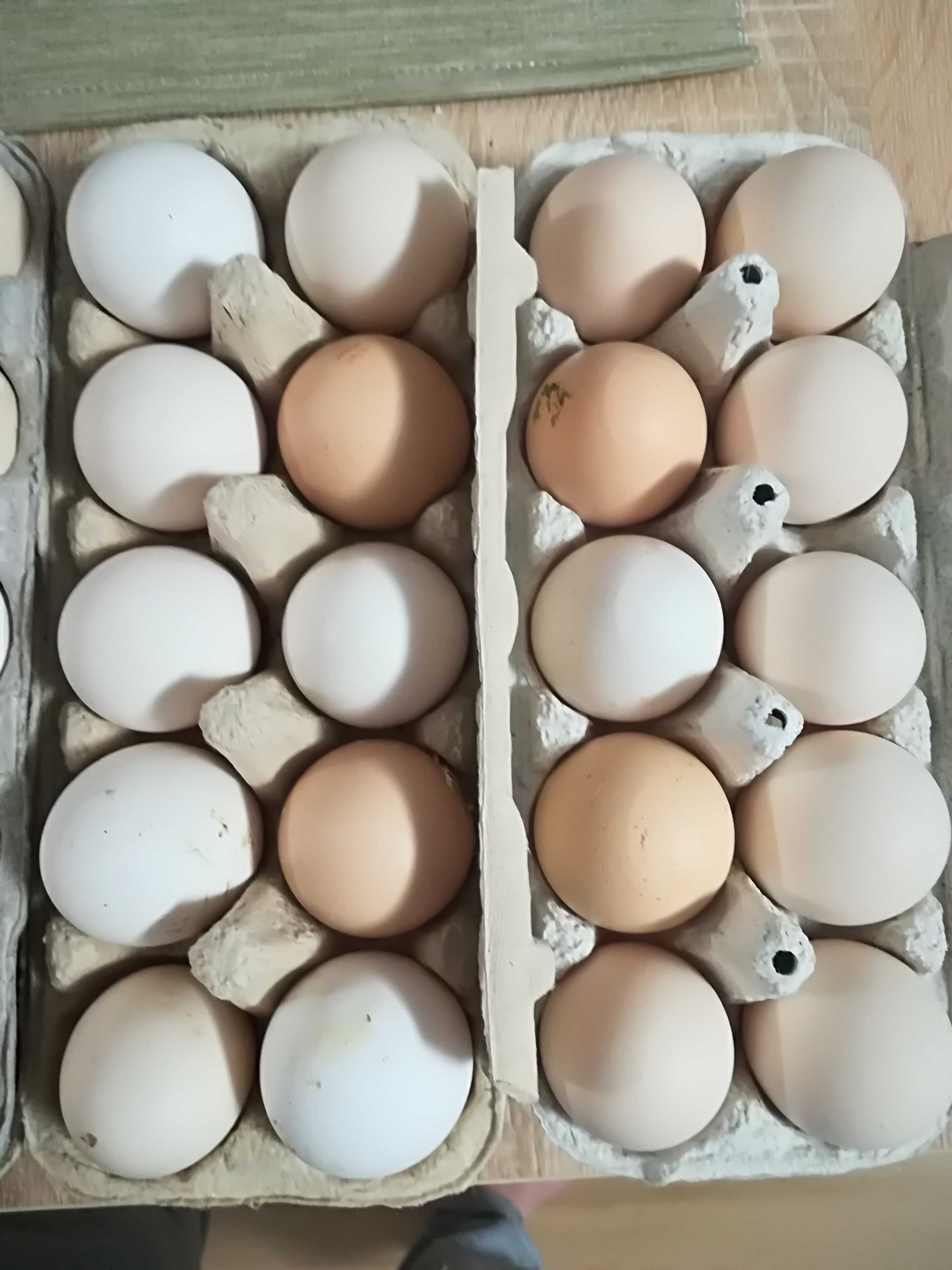 Jaja Wiejskie - Dostawa GRATIS