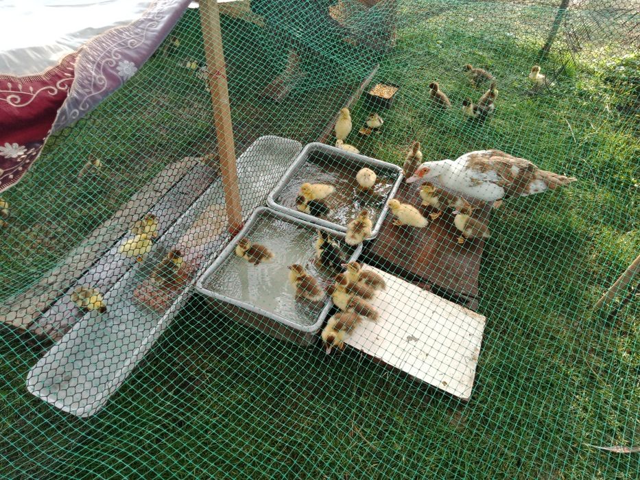 Продам каченят шепунів