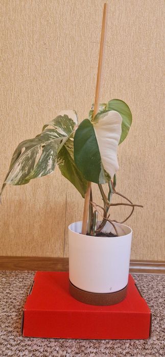 Рослина Вазон Монстера Альба варієгатна ( альбіно ).Ціна з горщиком