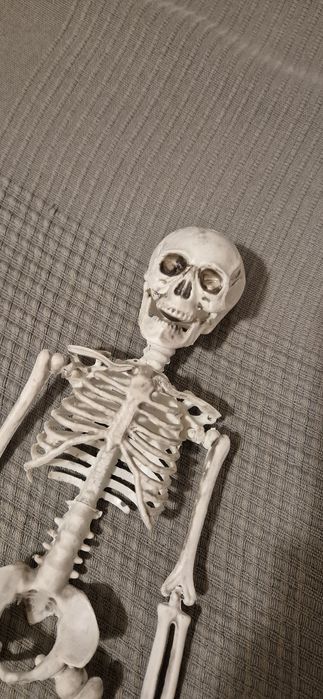 Esqueleto articulado - estrutura óssea humana