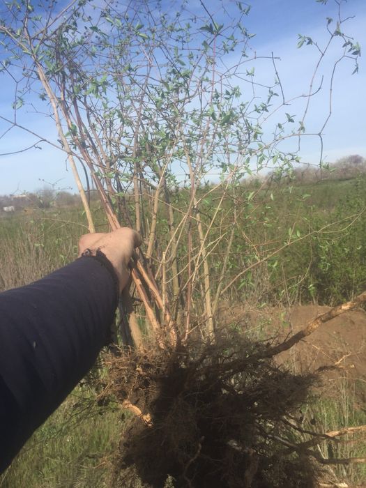 Чубушник корончатий Жасмін