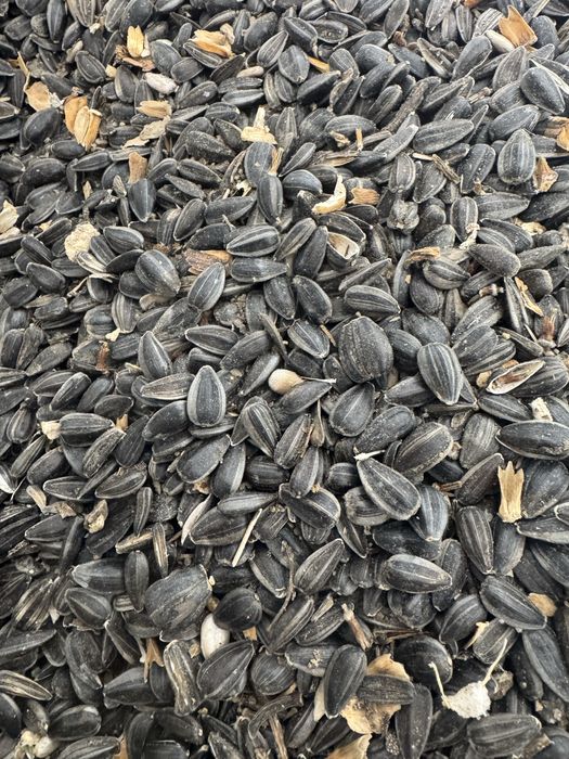 Насіння соняшника, Семена подсолнечника, Семечка