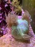 cataphyllia tamanho L coral agua salgada