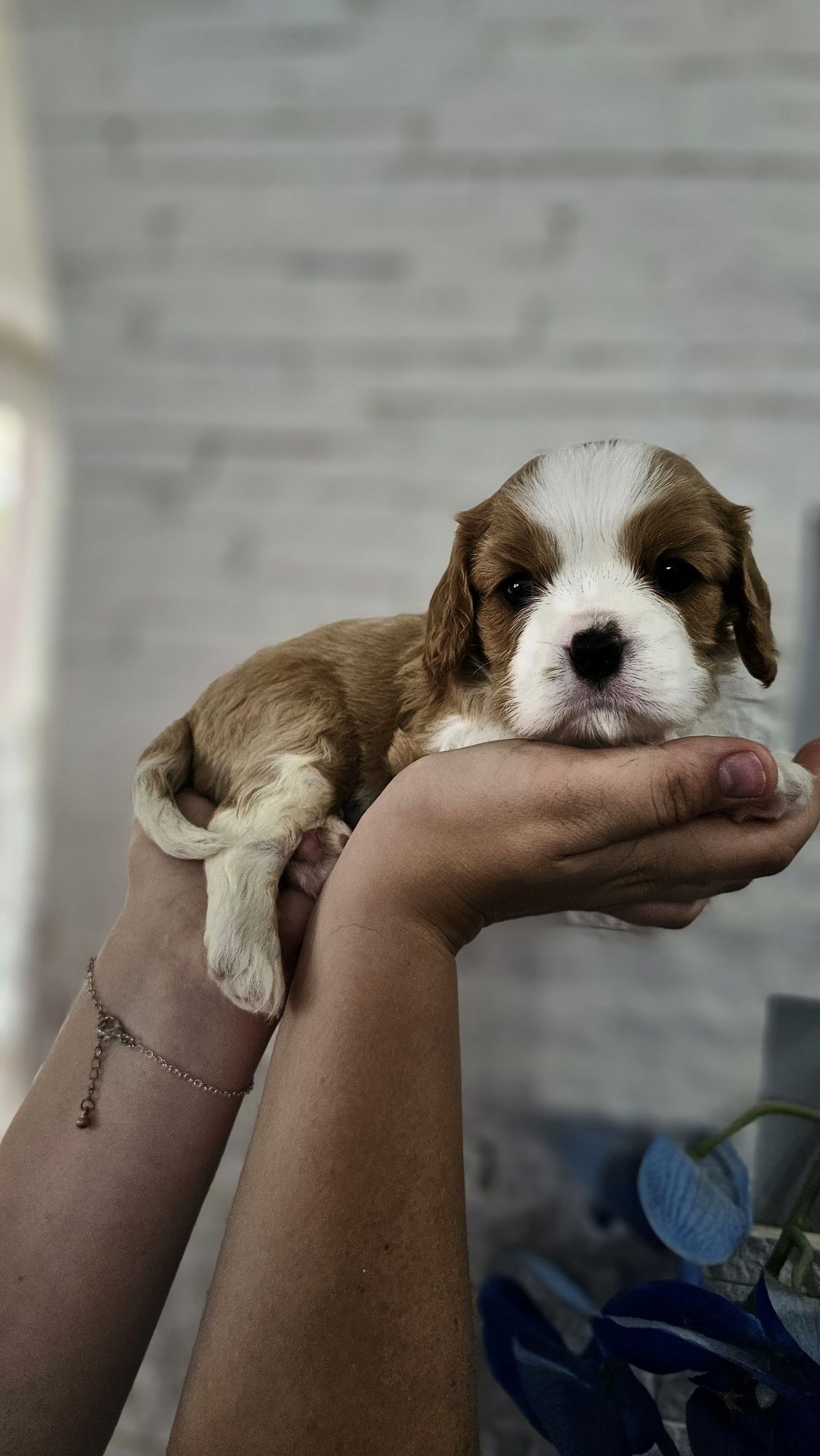 Cavalier King Charles Spaniel