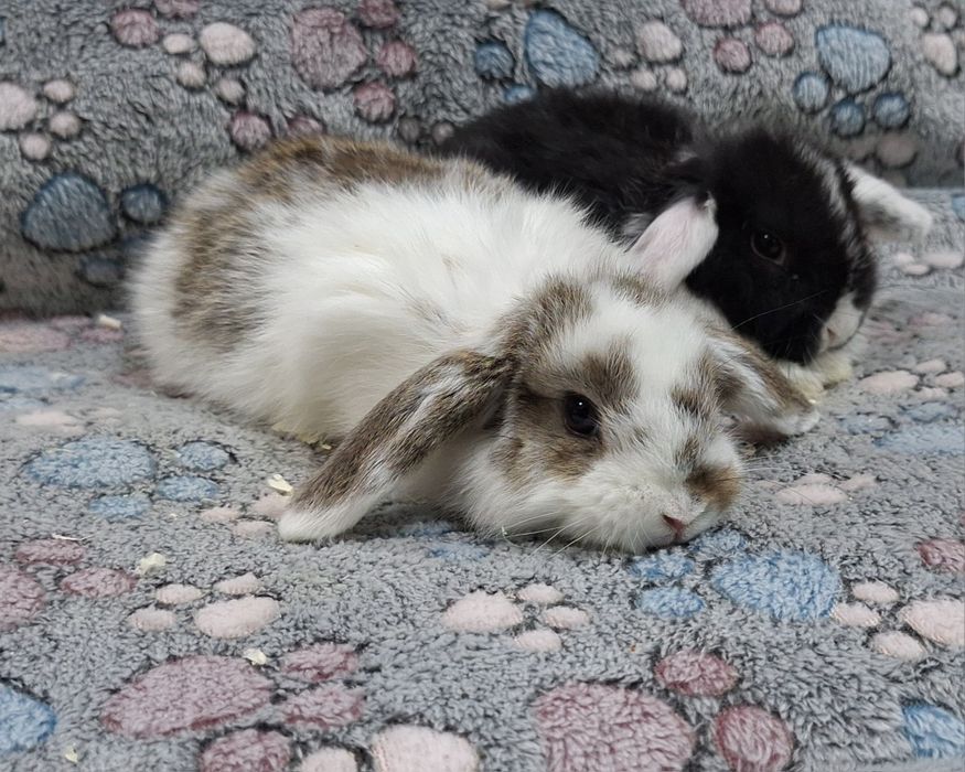 Króliczek Baranek Mini Lop samczyk