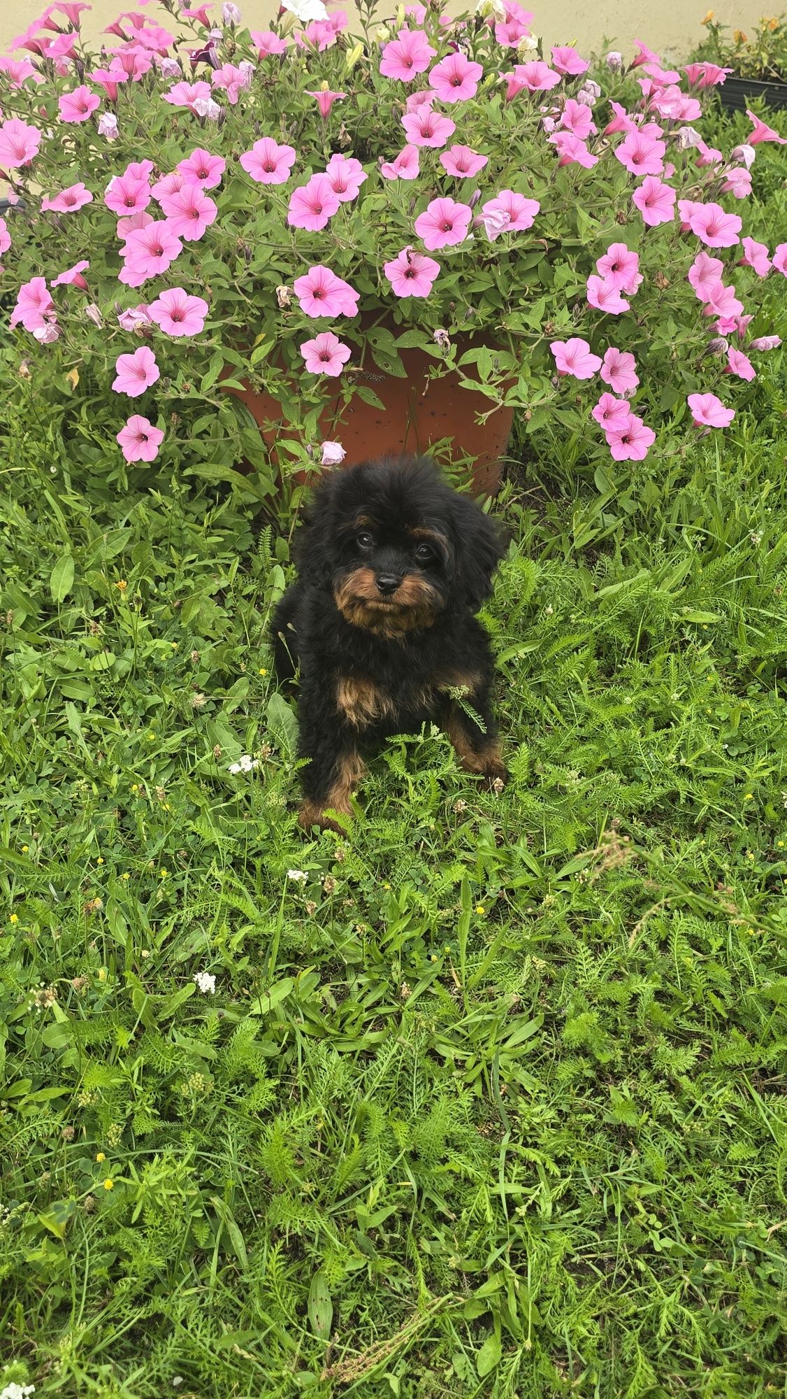 Cavapoo urocze szczenię