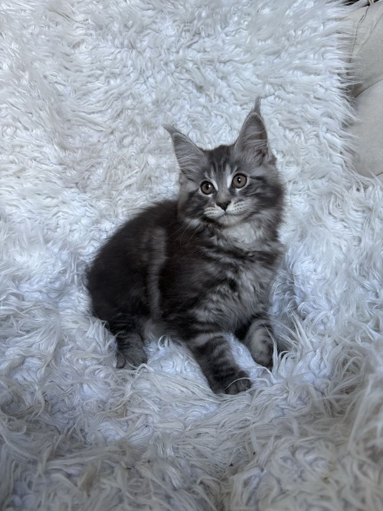 Maine Coon kocurek