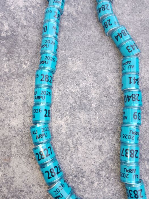 Obrączki dla gołebi 2026 rok