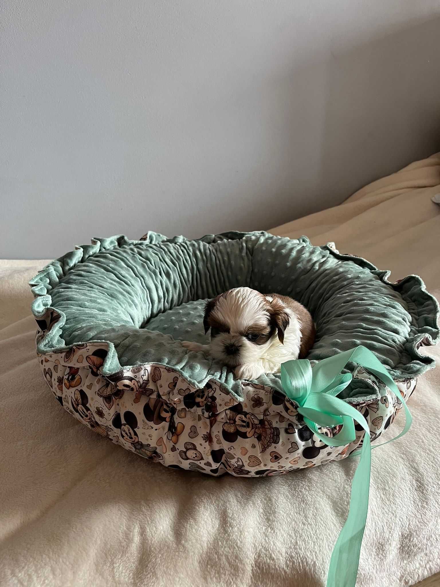 Sprzedam szczenię rasy Shih tzu
